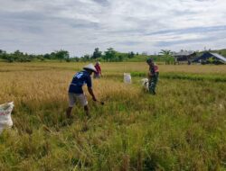 Babinsa Koramil 1805-03/Samate Kodim 1805/ Raja Ampat melaksanakan pendampingan panen padi di lahan salah satu petani dalam rangka upaya khusus swasembada pangan, Rabu(09/04/2025)