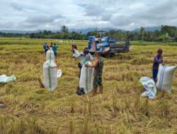 Babinsa Desa Taulan Dampingi Petani dalam Panen Padi