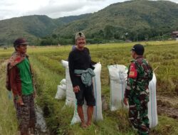 Babinsa Koramil 1405-03/Bacukiki Aktif Dampingi Bulog Serap Gabah Petani