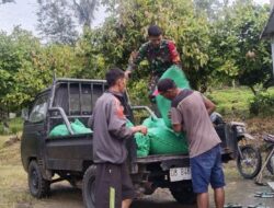 Babinsa Patallassang Koramil 1424-04/Sinjai Timur Kodim 1424/Sinjai Dampingi Tim Bulog Sinjai dalam Penyerapan Gabah Petani
