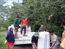 Babinsa Saotanre Koramil 03/Sinjai Tengah Kodim 1424/Sinjai Dampingi Tim Bulog dalam Penyerapan Gabah Petani