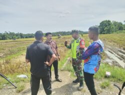 Babinsa Koramil 15/Tiro Dampingi Panen dan Jalin Komsos dengan Petani di Pulo Mesjid