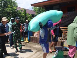 Sinergitas Babinsa Koramil-05/Mallusetasi Dan Bulog Serap Gabah Petani