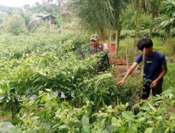 Babinsa Posramil Teupah Barat Bantu Petani Memanen Cabe