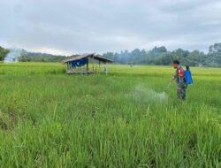 Atasi Hama, Babinsa Koramil 01/Simtim Bantu Petani Semprot Tanaman Padi