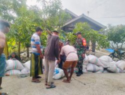Babinsa Jajaran Kodim Loteng Dampingi Bulog Serap Puluhan Ton Gabah Petani di Lombok Tengah