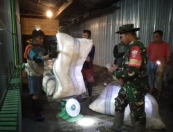 Babinsa Jajaran Koramil-04 Kodim 1404/Pinrang Dampingi Bulog Serap Gabah Hasil panen Petani