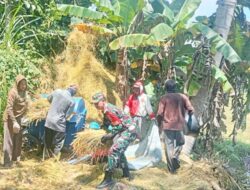 Babinsa Koramil 04/Sinjai Timur Kodim 1424/Sinjai Dampingi Pengolahan Padi Milik Petani