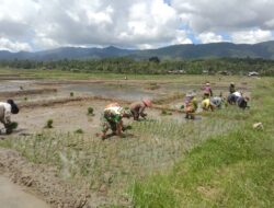 Dukung Ketahanan Pangan Nasional, Babinsa Tangse Dampingi Petani Tanam Padi di Desa Blang Teungoh