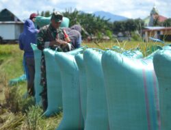 Dukung Program Serap Gabah Dan Ketahanan Pangan Babinsa Dampingi Petani Jual Gabah Ke Bulog