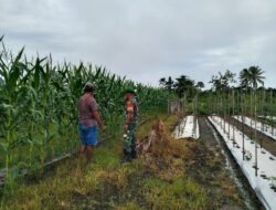 Babinsa Koramil 1807 – 05 Moswaren Komsos Dengan Petani Jagung