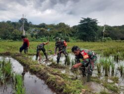 Dengan Semangat, Personil Babinsa Koramil-01/Ujung Bantu Petani Bajak Sawah