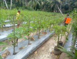 Dukung Ketahanan Pangan, Babinsa Koramil 05/Simbar Dampingi Petani Merawat Tanaman Terong