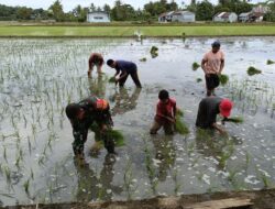 TNI Manunggal Bersama Rakyat, Babinsa Koramil 1405-04/Soppeng Riaja Bantu Petani Tanam Padi