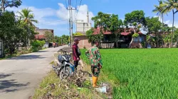 Dukung Ketahanan Pangan, Babinsa Koramil 1404-02/Mattiro Sompe Laksanakan Pemantauan Pertumbuhan Padi