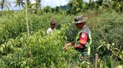 Babinsa 06/Teluk Dalam Dampingi Warga Panen Cabe