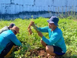 Panen 76 Kg Ubi Jalar, Lapas Banjarbaru Perkuat Kemandirian Warga Binaan