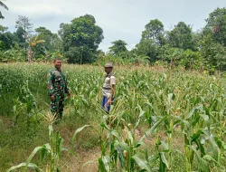 Dukung Ketahanan Pangan, Babinsa Koramil 1404-03/Mattiro Bulu Tinjau Tanaman Jagung Warga