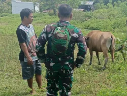 Cegah PMK, Babinsa Koramil 1404-01/Suppa Pantau Hewan Ternak Warga
