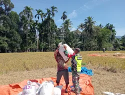 Babinsa Koramil Mane Dampingi Petani Panen Padi di Desa Lutueng, Wujud Dukungan Ketahanan Pangan