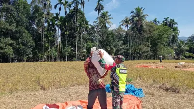 Babinsa Koramil Mane Dampingi Petani Panen Padi di Desa Lutueng, Wujud Dukungan Ketahanan Pangan