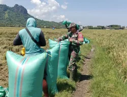 Babinsa 1405 – 04 /Soppeng Riaja Aktif Pantau Wilayah, Edukasi Operator Combine Demi Kualitas Hasil Panen