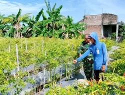 Dukung Ketahanan Pangan, Babinsa Koramil 1404-06/Duampanua Dampingi Petani Periksa Tanaman Cabai