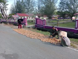 Sembari Komsos, Babinsa Koramil 02/Simeulue Tengah Bantu Warga Jemur Pinang Hasil Panen ‎