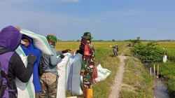 Dukung Ketahanan Pangan, Babinsa Koramil 1404-02/Mattiro Sompe Bantu Warga Panen Padi