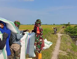 Dukung Ketahanan Pangan, Babinsa Koramil 1404-02/Mattiro Sompe Bantu Warga Panen Padi