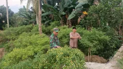 Dukung Ketahanan Pangan, Babinsa Koramil 1404-05/Patampanua Tinjau Tanaman Lombok Petani