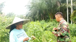 Wujudkan Ketahanan Pangan, Babinsa Rutin Kunjungi Kebun Warga untuk Pantau Kondisi Tanaman