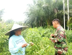 Wujudkan Ketahanan Pangan, Babinsa Rutin Kunjungi Kebun Warga untuk Pantau Kondisi Tanaman