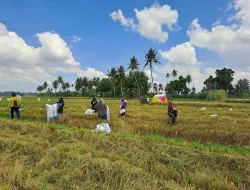 Dukung Ketahanan Pangan, Babinsa Koramil 1404-04/Paleteang Bantu Petani Panen Padi di Tiroang