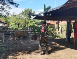 Cegah PMK, Babinsa Koramil 1404-06/Duampanua Dampingi Pemeriksaan Kesehatan Hewan Ternak