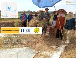 Babinsa Hadir di Tengah Petani, Sergab di Cikaret Dorong Produktivitas Panen