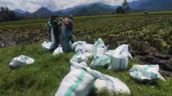 Babinsa Koramil 1404-07/Lembang Bantu Petani Panen Padi