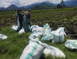 Babinsa Koramil 1404-07/Lembang Bantu Petani Panen Padi