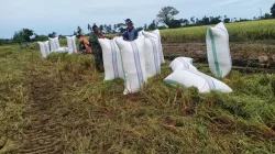 Semangat Petani, Babinsa Koramil 1404-08/Lanrisang Bantu Petani Panen Padi