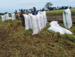 Semangat Petani, Babinsa Koramil 1404-08/Lanrisang Bantu Petani Panen Padi