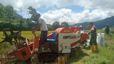 Koramil Babinsa 1405-08/T.Riaja Dampingi Panen Padi, Wujud Nyata Dukung Ketahanan Pangan