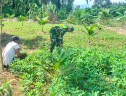 Tingkatkan Ketahanan Pangan, Babinsa Posramil Beutong Ateuh Banggalang Membantu Petani Merawat Tanaman Kacang Tanah Di Desa Binaan