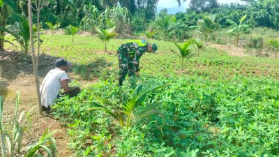 Tingkatkan Ketahanan Pangan, Babinsa Posramil Beutong Ateuh Banggalang Membantu Petani Merawat Tanaman Kacang Tanah Di Desa Binaan