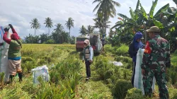 Dukung Ketahanan Pangan, Babinsa Paleteang Dampingi Petani Panen Padi di Temmasarangn