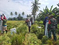 Dukung Ketahanan Pangan, Babinsa Paleteang Dampingi Petani Panen Padi di Temmasarangn