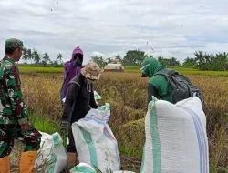 Dukung Ketahanan Pangan, Koramil 1404-02/Mattiro Sompe Dampingi Petani Panen