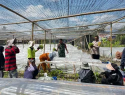 SINERGI TNI-POLRI DI KEC. LEMBANG PANTAU KETAHANAN PANGAN MELALUI PEMBIBITAN COKLAT