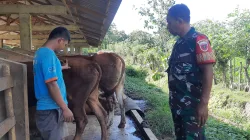 Pencegahan PMK, Babinsa Mattiro Bulu Pantau Kesehatan Sapi Warga di Desa Alitta