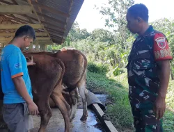 Pencegahan PMK, Babinsa Mattiro Bulu Pantau Kesehatan Sapi Warga di Desa Alitta