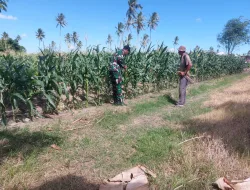 Perkuat Ketahanan Pangan, Babinsa Koramil 1404-07/Lembang Komsos dengan Petani Jagung